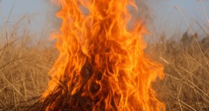 Στο Αιτωλικό υπό έλεγχο τέθηκε φωτιά στη Μπούζα το μεσημέρι της 21ης Ιουλίου - Κινητοποίηση Π.Υ. και Δήμου Ι.Π. Μεσολογγίου.