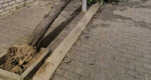 Στο Αγρίνιο και συγκεκριμένα στον Άγιο Χριστόφορο (Νέο) μόνο ανησυχία μπορεί να προκαλεί στους κατοίκους η εικόνα με ένα δέντρο να είναι ξεριζωμένο.