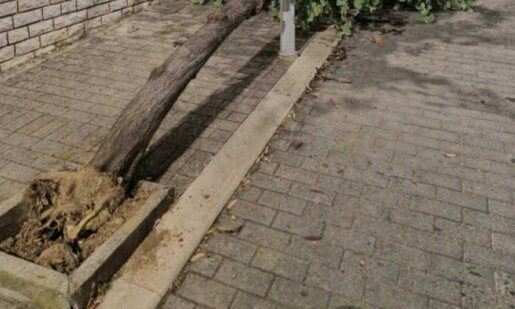 Στο Αγρίνιο και συγκεκριμένα στον Άγιο Χριστόφορο (Νέο) μόνο ανησυχία μπορεί να προκαλεί στους κατοίκους η εικόνα με ένα δέντρο να είναι ξεριζωμένο.