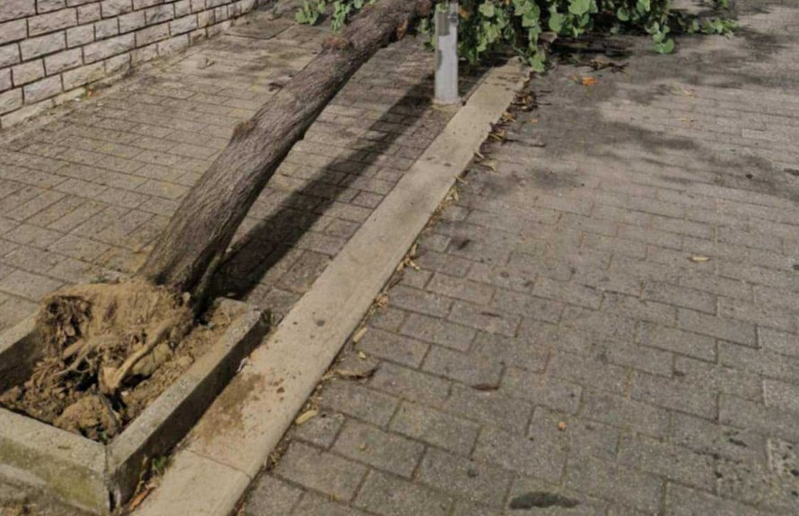 Στο Αγρίνιο και συγκεκριμένα στον Άγιο Χριστόφορο (Νέο) μόνο ανησυχία μπορεί να προκαλεί στους κατοίκους η εικόνα με ένα δέντρο να είναι ξεριζωμένο.
