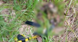 Στο Αγρίνιο και πιο συγκεκριμένα στο Λαμπίρι σημειώθηκε μια νέα επίθεση λύκου σε σκύλο έξω από ξενοδοχείο.