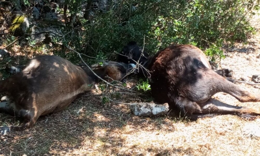 Ο Ορεινός Βάλτος περνά δύσκολες στιγμές, ένα νέο «χτύπημα» από τις επιδρομές λύκων με θύματα 7 αγελάδες.
