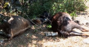 Ο Ορεινός Βάλτος περνά δύσκολες στιγμές, ένα νέο «χτύπημα» από τις επιδρομές λύκων με θύματα 7 αγελάδες.