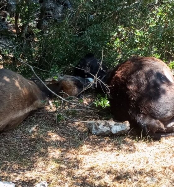 Ο Ορεινός Βάλτος περνά δύσκολες στιγμές, ένα νέο «χτύπημα» από τις επιδρομές λύκων με θύματα 7 αγελάδες.
