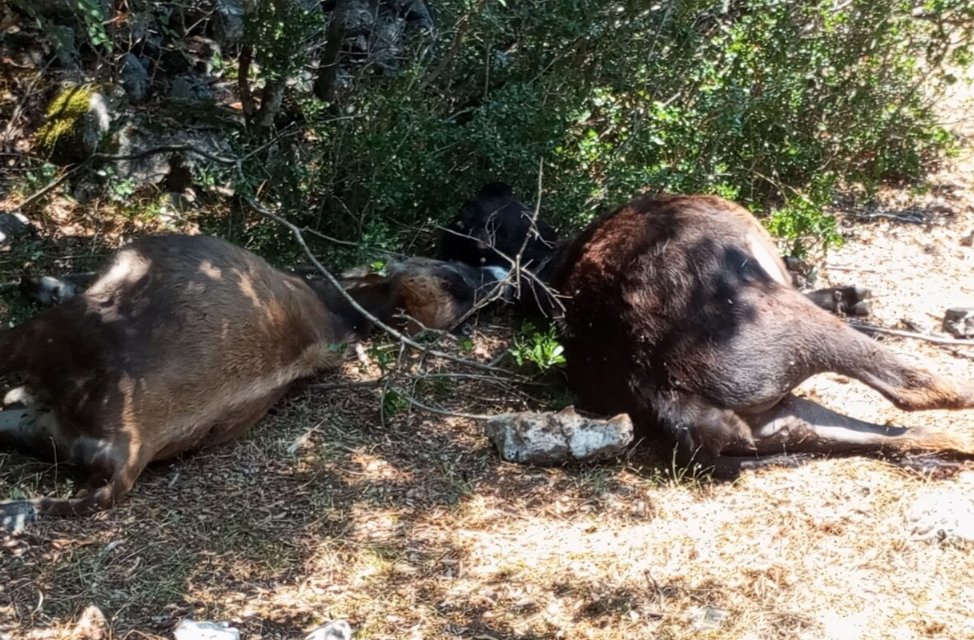 Ο Ορεινός Βάλτος περνά δύσκολες στιγμές, ένα νέο «χτύπημα» από τις επιδρομές λύκων με θύματα 7 αγελάδες.