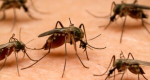 Η Περιφέρεια Δυτικής Ελλάδας με ανακοίνωση που εξέδωσε δίνει οδηγίες σχετικά με την Καταπολέμηση των Κουνουπιών.
