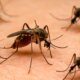 Η Περιφέρεια Δυτικής Ελλάδας με ανακοίνωση που εξέδωσε δίνει οδηγίες σχετικά με την Καταπολέμηση των Κουνουπιών.