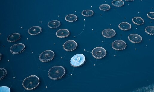 Ο Ιωάννης Στεφανής έφυγε από τη ζωή και η Ελληνική Οργάνωση Παραγωγών Υδατοκαλλιέργειας εκφράζει τα συλλυπητήριά της.