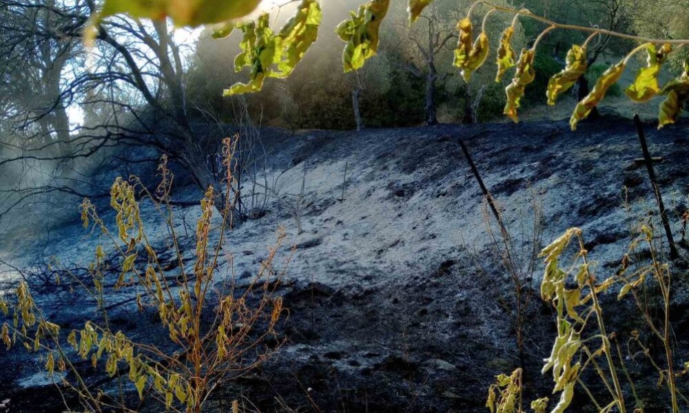 Ο Δήμος Αγρινίου είχε ενεργή συμμετοχή σε ό,τι αφορά την κατάσβεση της φωτιάς στην Ποταμούλα, η συνδρομή του αποδείχθηκε καθοριστική.