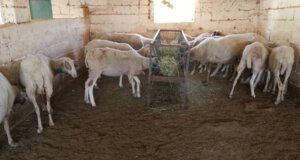 Ο Δημοσιογράφος Σωτήρης Καρέλης αισθάνεται προβληματισμένος με αφορμή τα περιστατικά ζωοκλοπών στην Αφροξυλιά Ναυπάκτου.