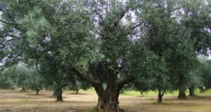 Στην Αιτωλοακαρνανία από σήμερα (8 Σεπτεμβρίου 2025) ξεκινούν οι δολωματικοί ψεκασμοί δακοκτονίας σε Δημοτικές και Τοπικές Κοινότητες.