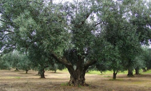 Στην Αιτωλοακαρνανία από σήμερα (8 Σεπτεμβρίου 2025) ξεκινούν οι δολωματικοί ψεκασμοί δακοκτονίας σε Δημοτικές και Τοπικές Κοινότητες.