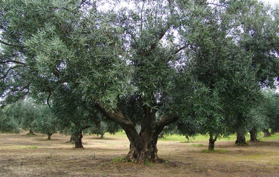 Στην Αιτωλοακαρνανία από σήμερα (8 Σεπτεμβρίου 2025) ξεκινούν οι δολωματικοί ψεκασμοί δακοκτονίας σε Δημοτικές και Τοπικές Κοινότητες.