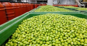 Η Ένωση Αγρινίου κάνει γνωστό πως από την ερχόμενη Τρίτη, 9 Σεπτεμβρίου ξεκινά η παραλαβή της βρώσιμης ελιάς.