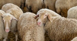 Η Π.Δ.Ε. ενημερώνει σχετικά με την έναρξη λειτουργίας σταθμών απολύμανσης για την Ευλογιά των Αιγοπροβάτων