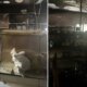 Στο Νέο Χαλκιόπουλο Βάλτου σημειώθηκε ολοσχερής καταστροφή Super Market μετά από φωτιά - Έκκληση για στήριξη στην οικογένεια.