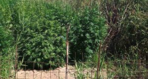 Στις Οινιάδες Ι.Π. Μεσολογγίου εντοπίστηκε φυτεία δενδρυλλίων κάνναβης - Μία σύλληψη, αναζητείται άλλος ένας.