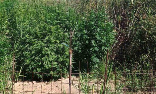 Στις Οινιάδες Ι.Π. Μεσολογγίου εντοπίστηκε φυτεία δενδρυλλίων κάνναβης - Μία σύλληψη, αναζητείται άλλος ένας.