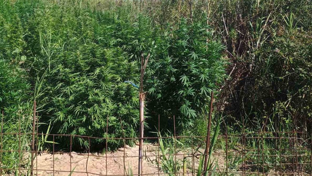 Στις Οινιάδες Ι.Π. Μεσολογγίου εντοπίστηκε φυτεία δενδρυλλίων κάνναβης - Μία σύλληψη, αναζητείται άλλος ένας.