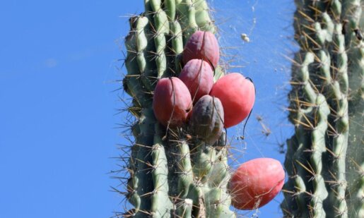 Στο Αγρίνιο ο καταξιωμένος εικονολήπτης Γιάννης Γιαννακόπουλος αναφέρθηκε στην καρποφορία του κάκτου του, μια ευχάριστη έκπληξη.