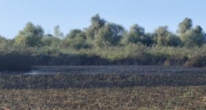 Ο Δήμος Αγρινίου έκανε λόγο για καθοριστική παρέμβαση της Πυροσβεστικής για φωτιά κοντά στη Λυσιμαχία.