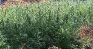 Η ΕΛ.ΑΣ. εξέδωσε ανακοίνωση για το γεγονός πως εκριζώθηκαν σε περιοχή της Ι.Π. Μεσολογγίου 850 δενδρύλλια κάνναβης αξίας 1.300.000 ευρώ.