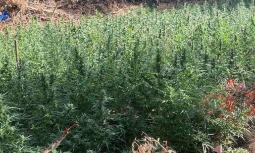 Η ΕΛ.ΑΣ. εξέδωσε ανακοίνωση για το γεγονός πως εκριζώθηκαν σε περιοχή της Ι.Π. Μεσολογγίου 850 δενδρύλλια κάνναβης αξίας 1.300.000 ευρώ.