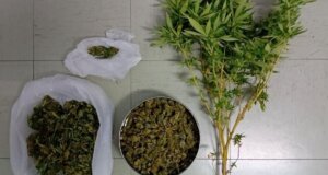 Η ΕΛ.ΑΣ. γνωστοποιεί πως το απόγευμα της 24ης Σεπτεμβρίου συνελήφθη άνδρας στο Μεσολόγγι για καλλιέργεια και κατοχή ναρκωτικών.
