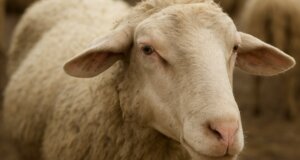 Στην Ηλεία σημειώθηκε η εμφάνιση καταρροϊκού πυρετού σε πρόβατα - Μέτρα πρόληψης και αντιμετώπισης.