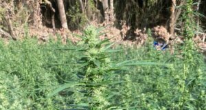 Το Μεσολόγγι στο επίκεντρο των εξελίξεων - Από το Ευηνοχώρι στη... φυλακή για τη χασισοφυτεία-μαμούθ των 850 δενδρυλλίων!