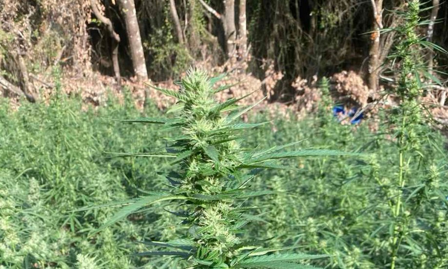 Το Μεσολόγγι στο επίκεντρο των εξελίξεων - Από το Ευηνοχώρι στη... φυλακή για τη χασισοφυτεία-μαμούθ των 850 δενδρυλλίων!