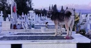 Στο Κοιμητήριο Αγρίνιου δεκάδες αδέσποτα σκυλιά φοβίζουν τους συγγενείς νεκρών σε σημείο που -όπως  καταγγέλλουν- δεν τολμούν να ανάψουν τα καντήλια.