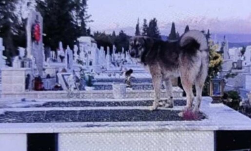 Στο Κοιμητήριο Αγρίνιου δεκάδες αδέσποτα σκυλιά φοβίζουν τους συγγενείς νεκρών σε σημείο που -όπως  καταγγέλλουν- δεν τολμούν να ανάψουν τα καντήλια.