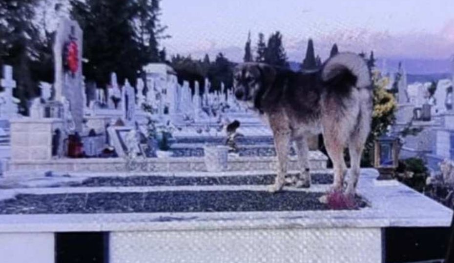Στο Κοιμητήριο Αγρίνιου δεκάδες αδέσποτα σκυλιά φοβίζουν τους συγγενείς νεκρών σε σημείο που -όπως καταγγέλλουν- δεν τολμούν να ανάψουν τα καντήλια.