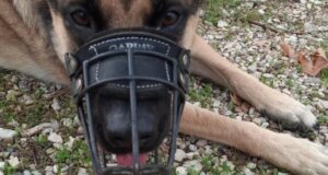 Ένα απίστευτο συμβάν σημειώθηκε στη Μακρυνεία και πιο συγκεκριμένα στην Παραλία Καψοράχης καθώς ένας εκπαιδευόμενος σκύλος εντόπισε φόλες.