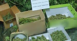 Η ΕΛ.ΑΣ. έκανε γνωστό πως στο Αγρίνιο την 10η Οκτωβρίου συνελήφθη ένας άνδρας για διακίνηση, καλλιέργεια και κατοχή ναρκωτικών ουσιών.
