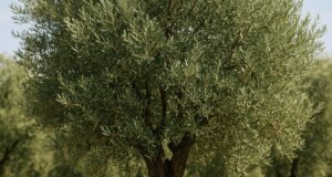 Η ΕΛ.ΑΣ. προχώρησε στη σύλληψη δύο νεαρών στο Αγρίνιο - 18χρονος και 21χρονος έκλεψαν ελιές μέσα από το λιοστάσι, τους έπιασαν επ' αυτοφώρω.