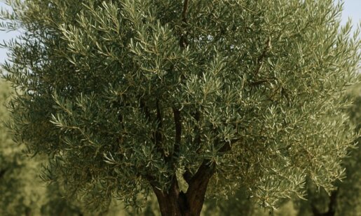 Η ΕΛ.ΑΣ. προχώρησε στη σύλληψη δύο νεαρών στο Αγρίνιο - 18χρονος και 21χρονος έκλεψαν ελιές μέσα από το λιοστάσι, τους έπιασαν επ' αυτοφώρω.