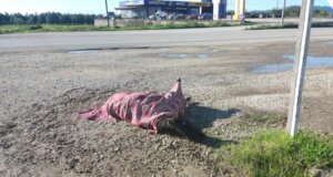 Η Βούλα Αναγνωστοπούλου αναφέρθηκε μέσω ανάρτησης για το τροχαίο με το άλογο ξεκαθαρίζοντας πως «ούτε τη δικαιοδοσία έχει, ούτε μπορεί να βοηθήσει ιατρικά η Φιλοζωική».