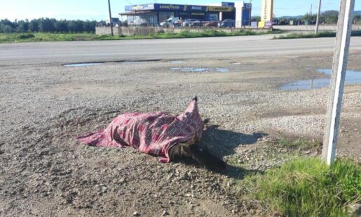 Η Βούλα Αναγνωστοπούλου αναφέρθηκε μέσω ανάρτησης για το τροχαίο με το άλογο ξεκαθαρίζοντας πως «ούτε τη δικαιοδοσία έχει, ούτε μπορεί να βοηθήσει ιατρικά η Φιλοζωική».