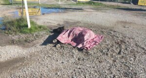 Στο Αγρίνιο και συγκεκριμένα στην περιοχή Στράτος οδηγός ενός οχήματος τραυμάτισε και παράτησε ένα άλογο στη μέση του δρόμου ενώ κάποιος άλλος φέρεται να το σκέπασε με μία λεπτή κουβέρτα.