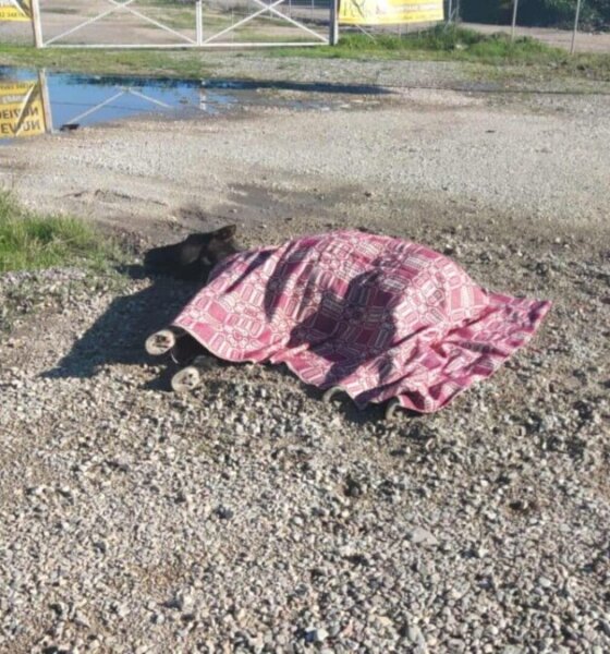 Στο Αγρίνιο και συγκεκριμένα στην περιοχή Στράτος οδηγός ενός οχήματος τραυμάτισε και παράτησε ένα άλογο στη μέση του δρόμου ενώ κάποιος άλλος φέρεται να το σκέπασε με μία λεπτή κουβέρτα.