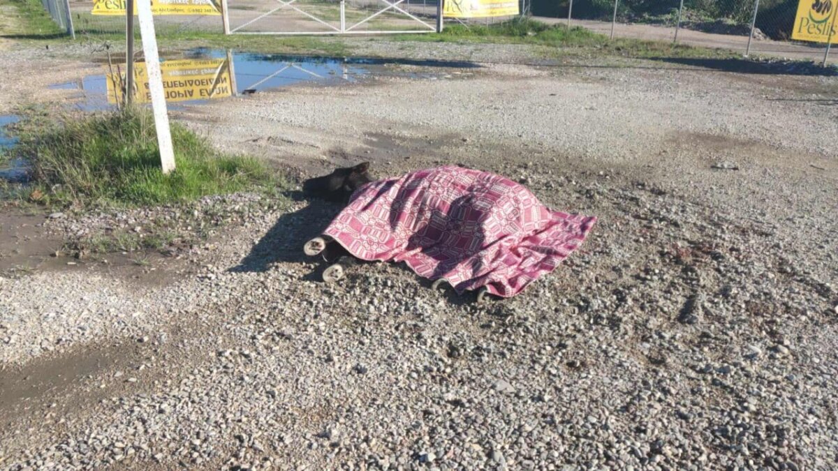 Στο Αγρίνιο και συγκεκριμένα στην περιοχή Στράτος οδηγός ενός οχήματος τραυμάτισε και παράτησε ένα άλογο στη μέση του δρόμου ενώ κάποιος άλλος φέρεται να το σκέπασε με μία λεπτή κουβέρτα.