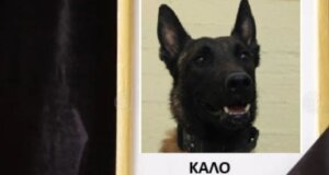 Ο Echo είναι ο τετράποδος σκύλος που έχασε 1η Νοεμβρίου τη ζωή του, ήταν εκείνος που εντόπισε τη σορό του Μεσολογγίτη Μπάμπη Κούτσικου, τον Ιανουάριο του 2024.