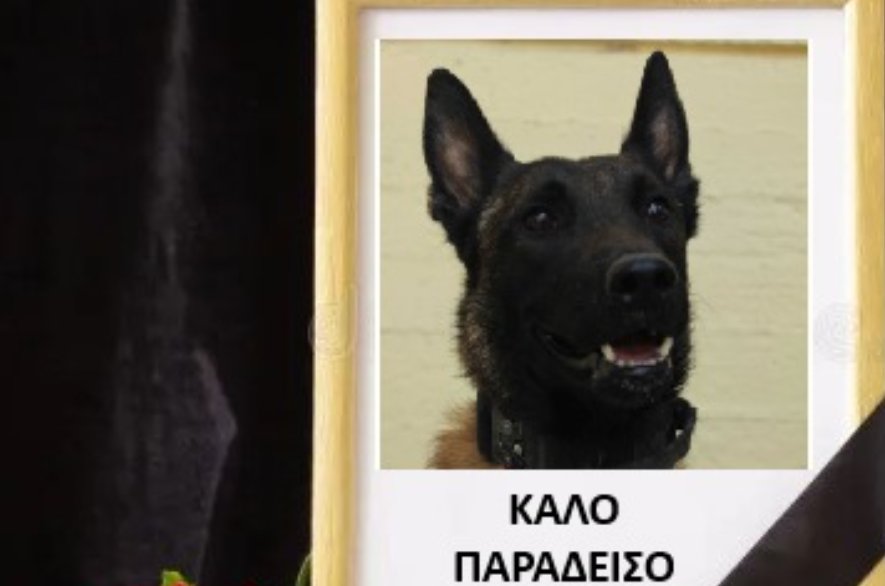 Ο Echo είναι ο τετράποδος σκύλος που έχασε 1η Νοεμβρίου τη ζωή του, ήταν εκείνος που εντόπισε τη σορό του Μεσολογγίτη Μπάμπη Κούτσικου, τον Ιανουάριο του 2024.