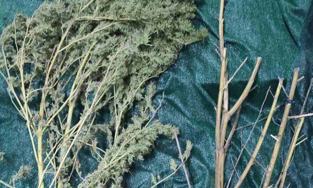 Η ΕΛ.ΑΣ. γνωστοποίησε τη σύλληψη άνδρα στην Ηλεία για καλλιέργεια και κατοχή ναρκωτικών - Κατασχέθηκε περίπου μισό κιλό κάνναβης και 2 δενδρύλλια.