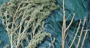 Η ΕΛ.ΑΣ. γνωστοποίησε τη σύλληψη άνδρα στην Ηλεία για καλλιέργεια και κατοχή ναρκωτικών - Κατασχέθηκε περίπου μισό κιλό κάνναβης και 2 δενδρύλλια.