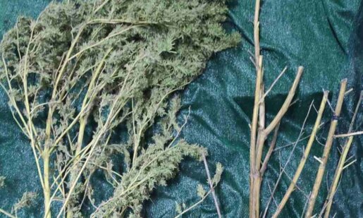 Η ΕΛ.ΑΣ. γνωστοποίησε τη σύλληψη άνδρα στην Ηλεία για καλλιέργεια και κατοχή ναρκωτικών - Κατασχέθηκε περίπου μισό κιλό κάνναβης και 2 δενδρύλλια.