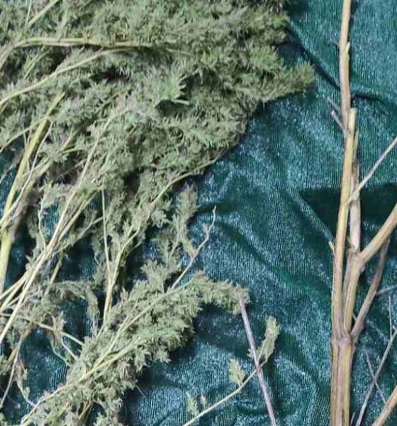 Η ΕΛ.ΑΣ. γνωστοποίησε τη σύλληψη άνδρα στην Ηλεία για καλλιέργεια και κατοχή ναρκωτικών - Κατασχέθηκε περίπου μισό κιλό κάνναβης και 2 δενδρύλλια.