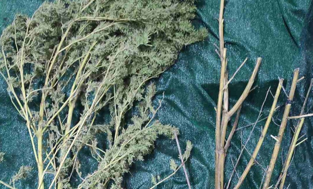 Η ΕΛ.ΑΣ. γνωστοποίησε τη σύλληψη άνδρα στην Ηλεία για καλλιέργεια και κατοχή ναρκωτικών - Κατασχέθηκε περίπου μισό κιλό κάνναβης και 2 δενδρύλλια.